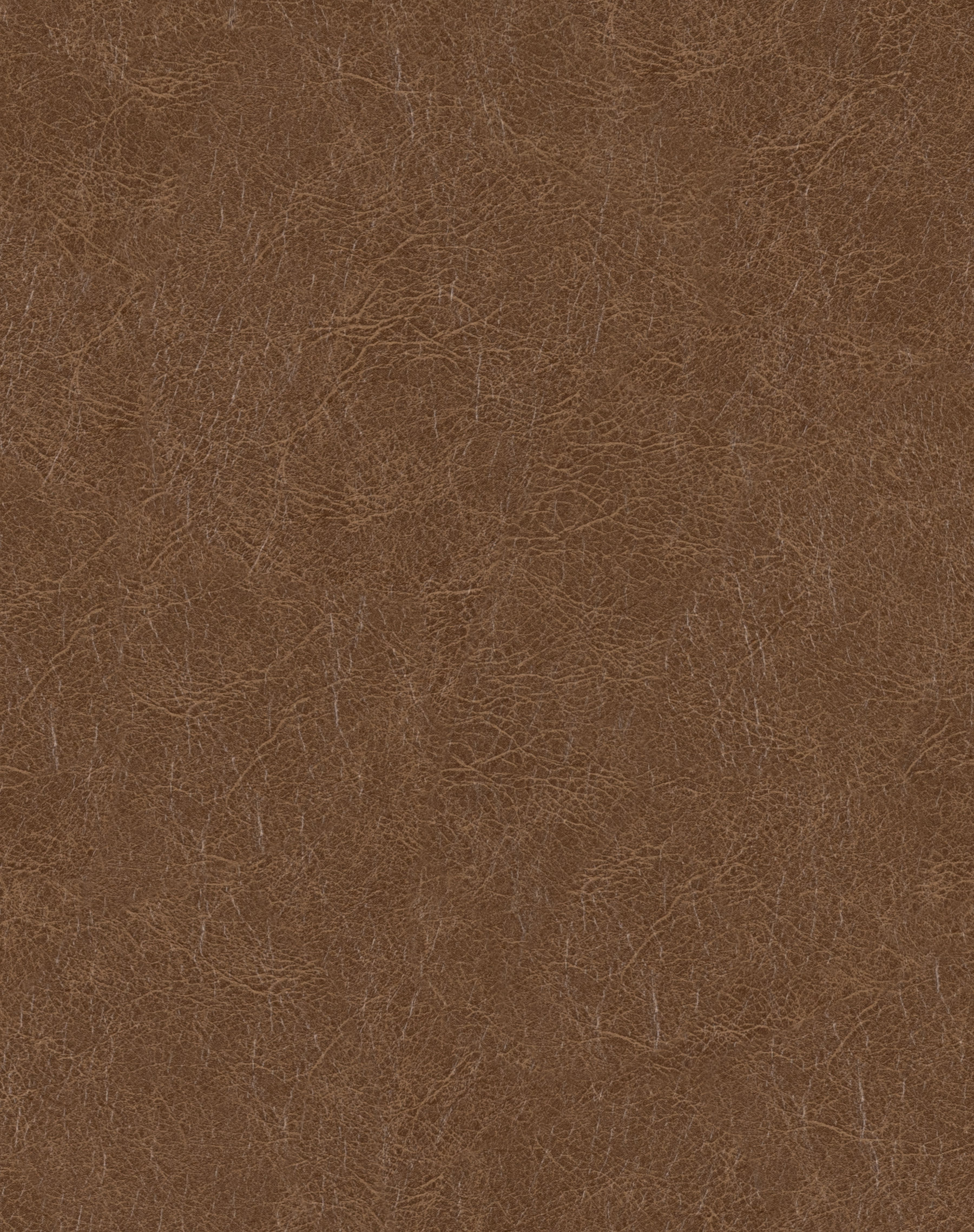 Cosmos Buckskin