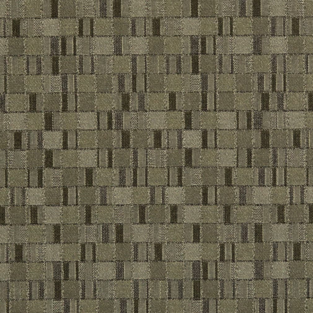 PD3161 Fern